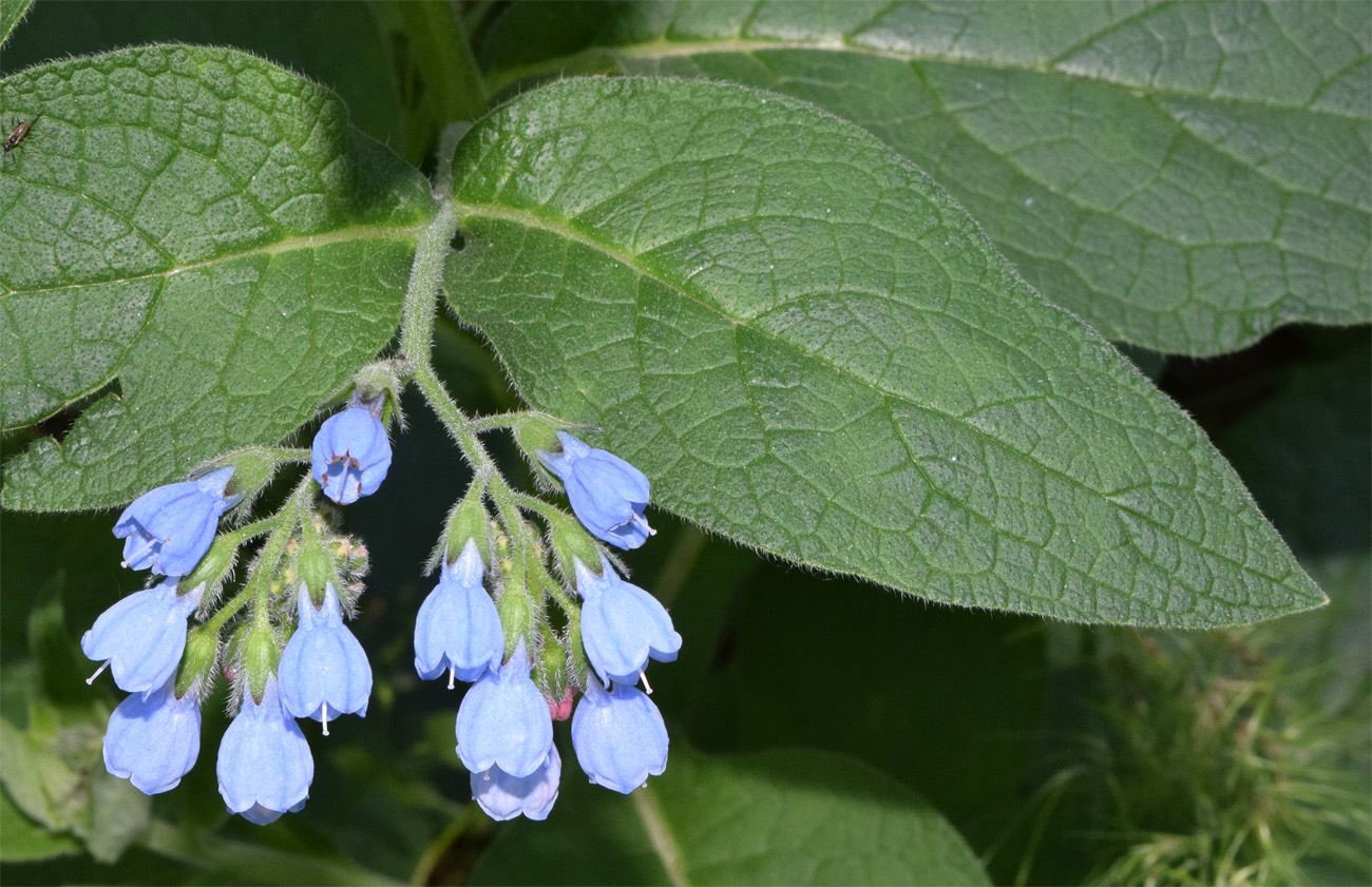 Изображение особи Symphytum caucasicum.