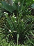 Dietes robinsoniana