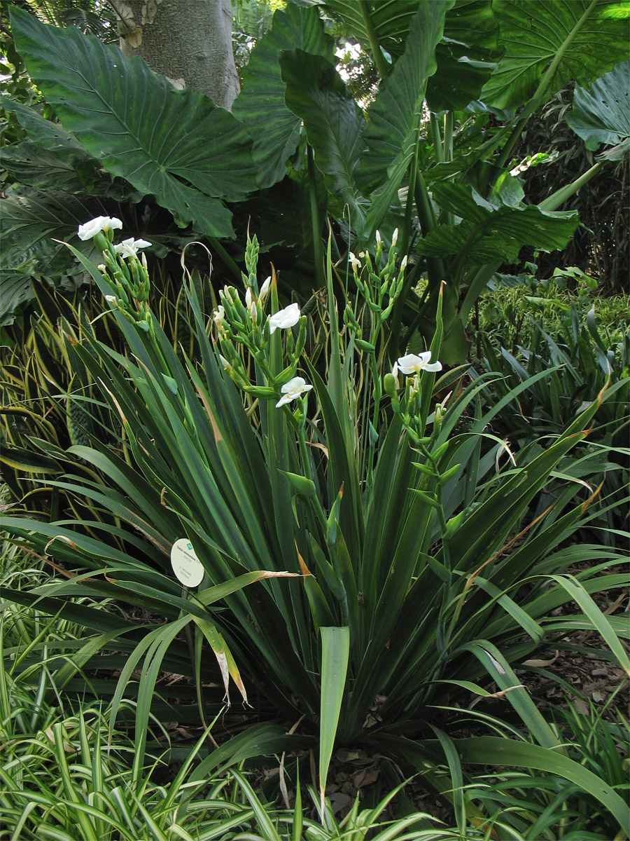 Изображение особи Dietes robinsoniana.