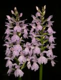 Dactylorhiza fuchsii. Соцветия. Карелия, Лахденпохский р-н, окр. пос. Ихала, заболоченный ельник. 15.07.2019.