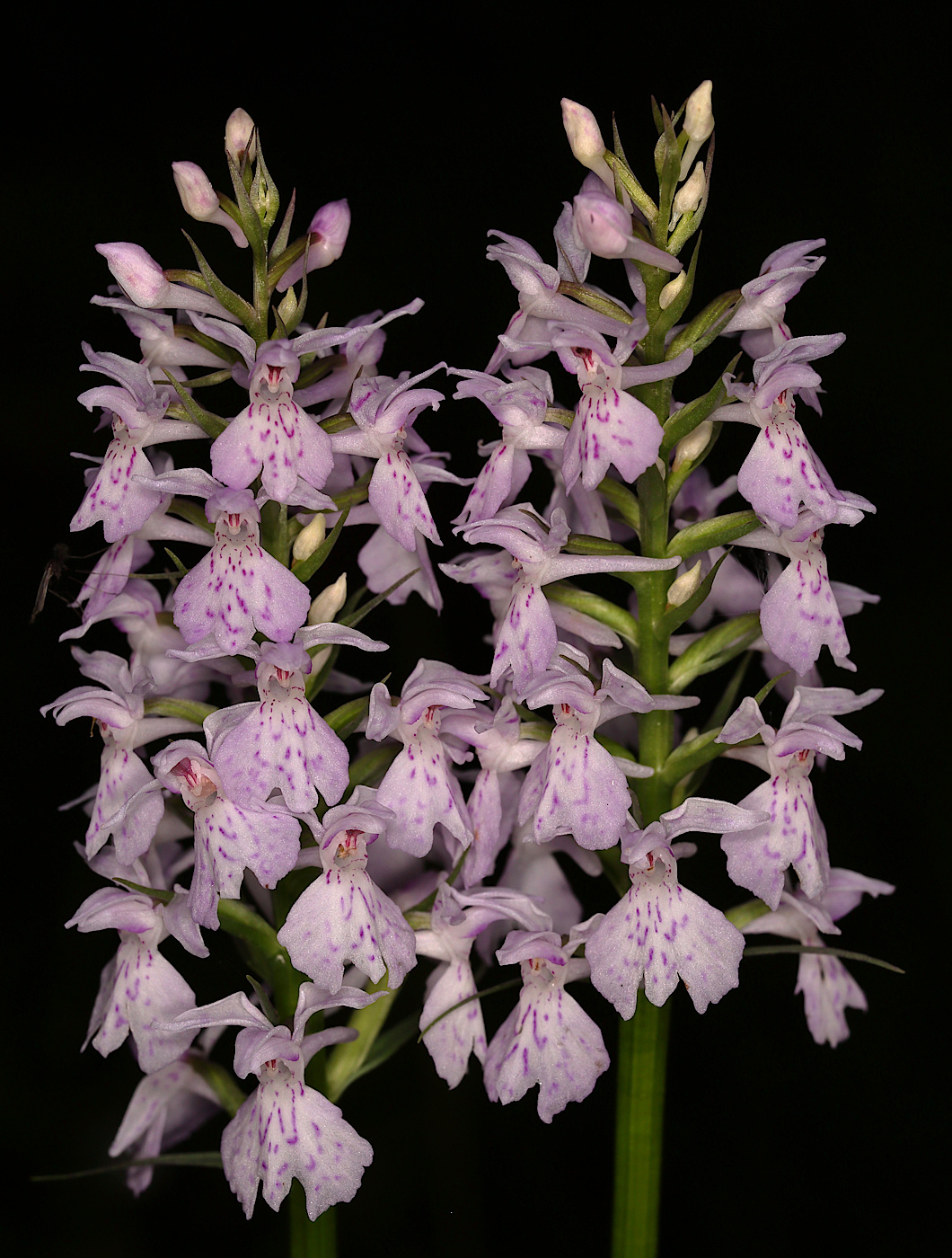 Image of Dactylorhiza fuchsii specimen.