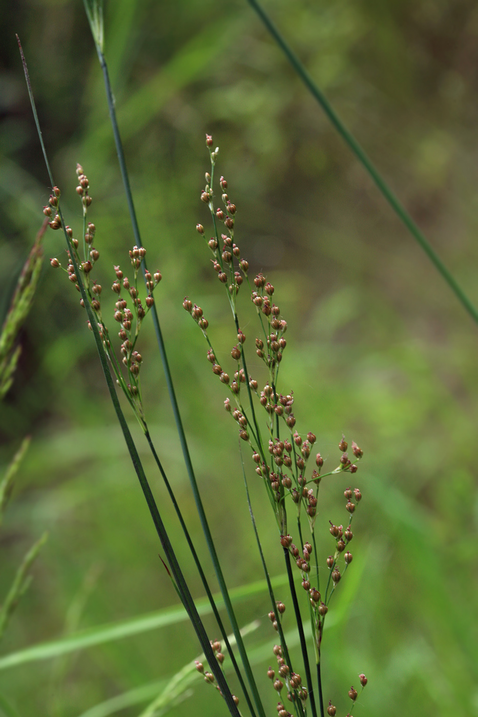 Image of Juncus gracillimus specimen.