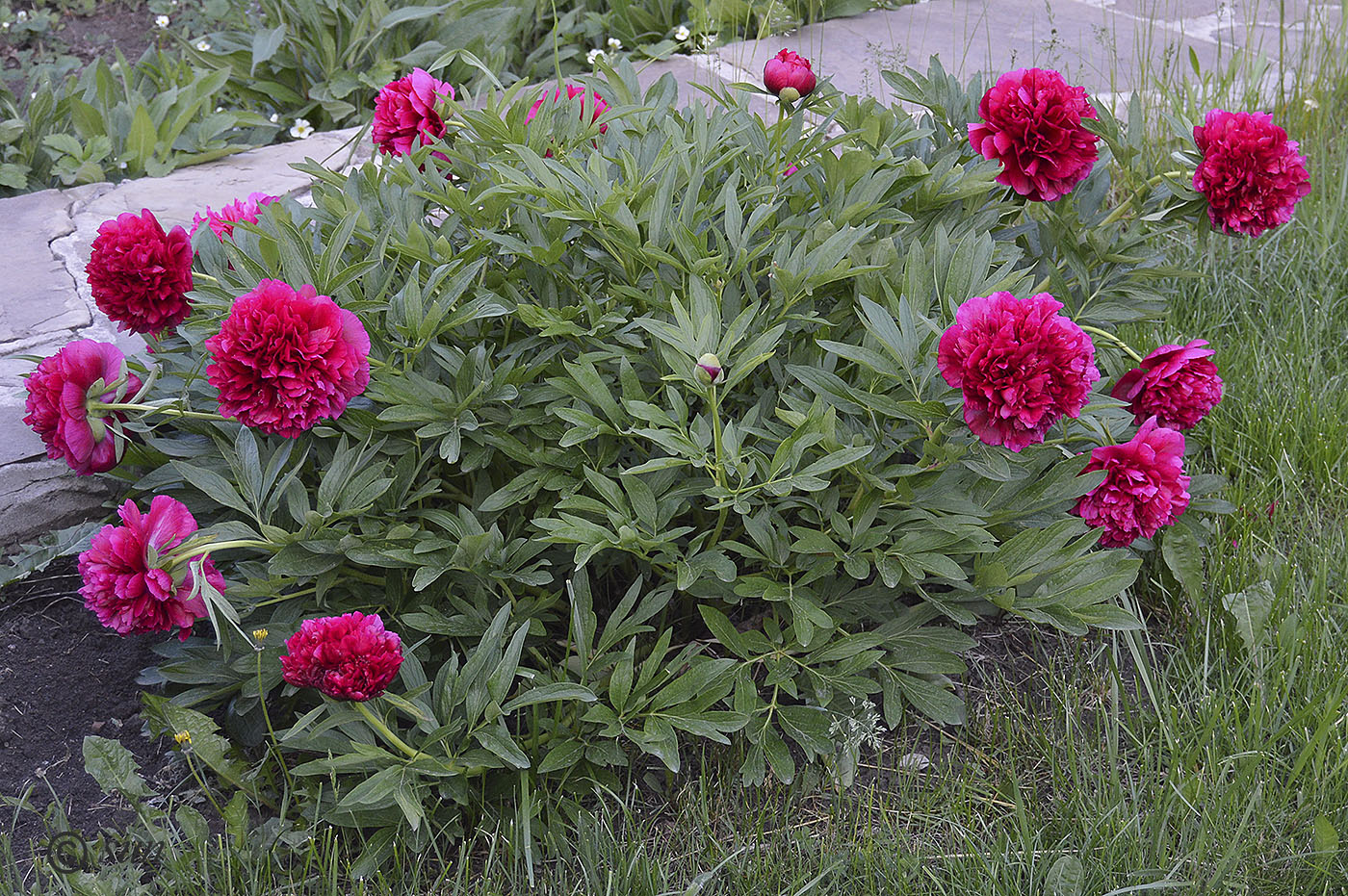 Изображение особи Paeonia officinalis.