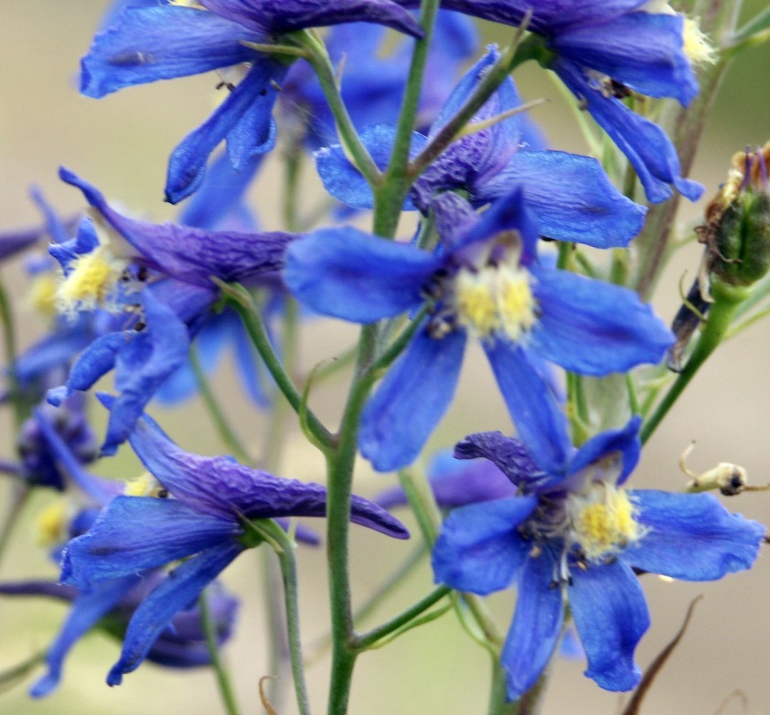 Изображение особи Delphinium dictyocarpum.