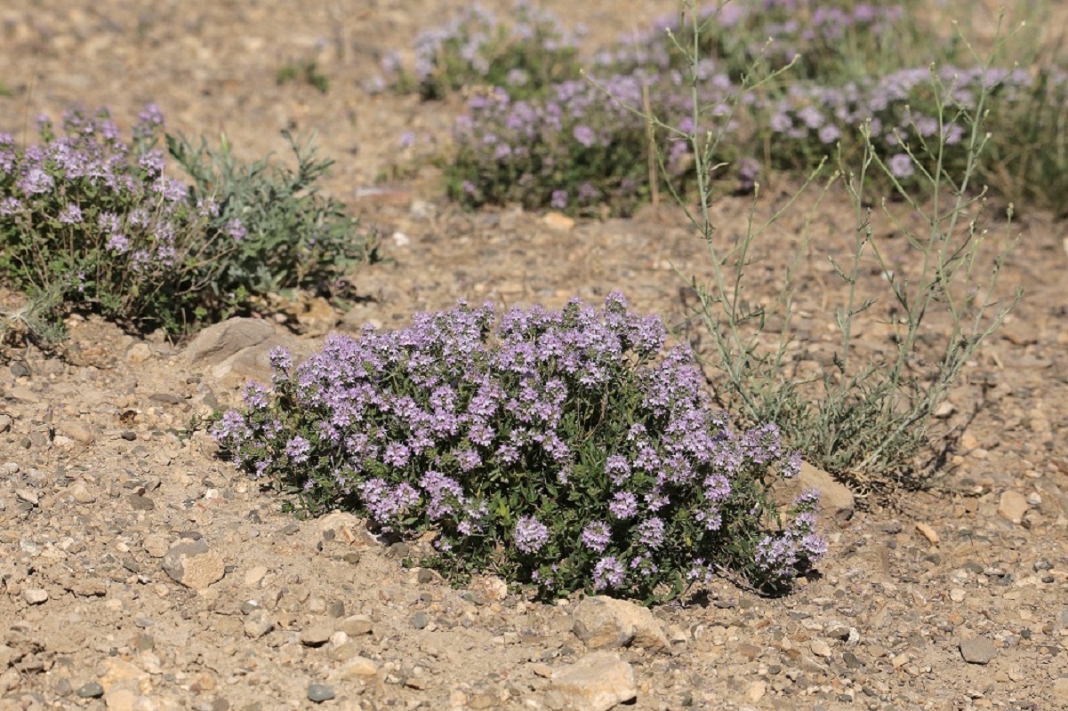Image of Ziziphora clinopodioides specimen.