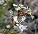 Eruca sativa