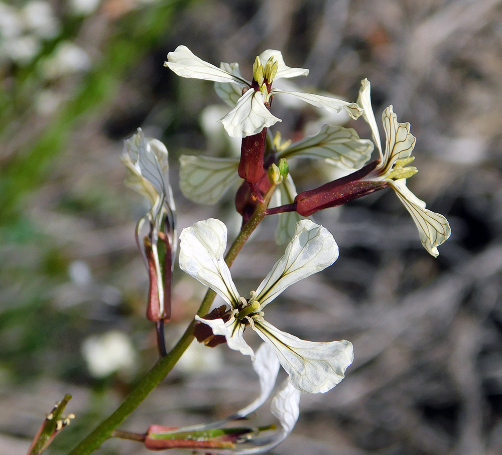 Image of Eruca sativa specimen.