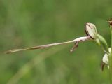 Himantoglossum caprinum. Цветок. Крым, Симферопольский р-н, окр. с. Перевальное, ур. Аян, луг среди кустарников. 18 июня 2020 г.
