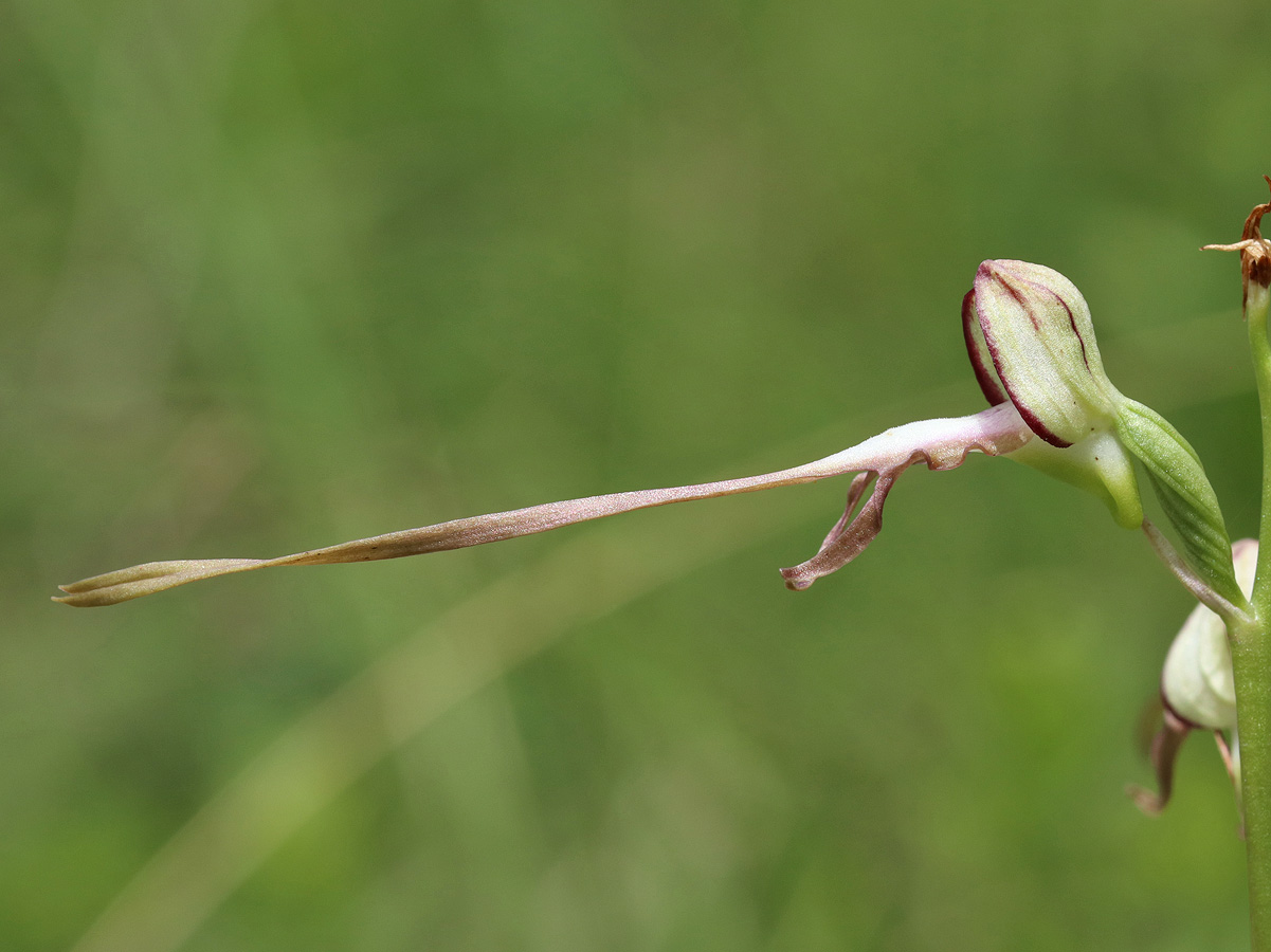 Image of Himantoglossum caprinum specimen.