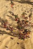 Hibbertia cuneiformis