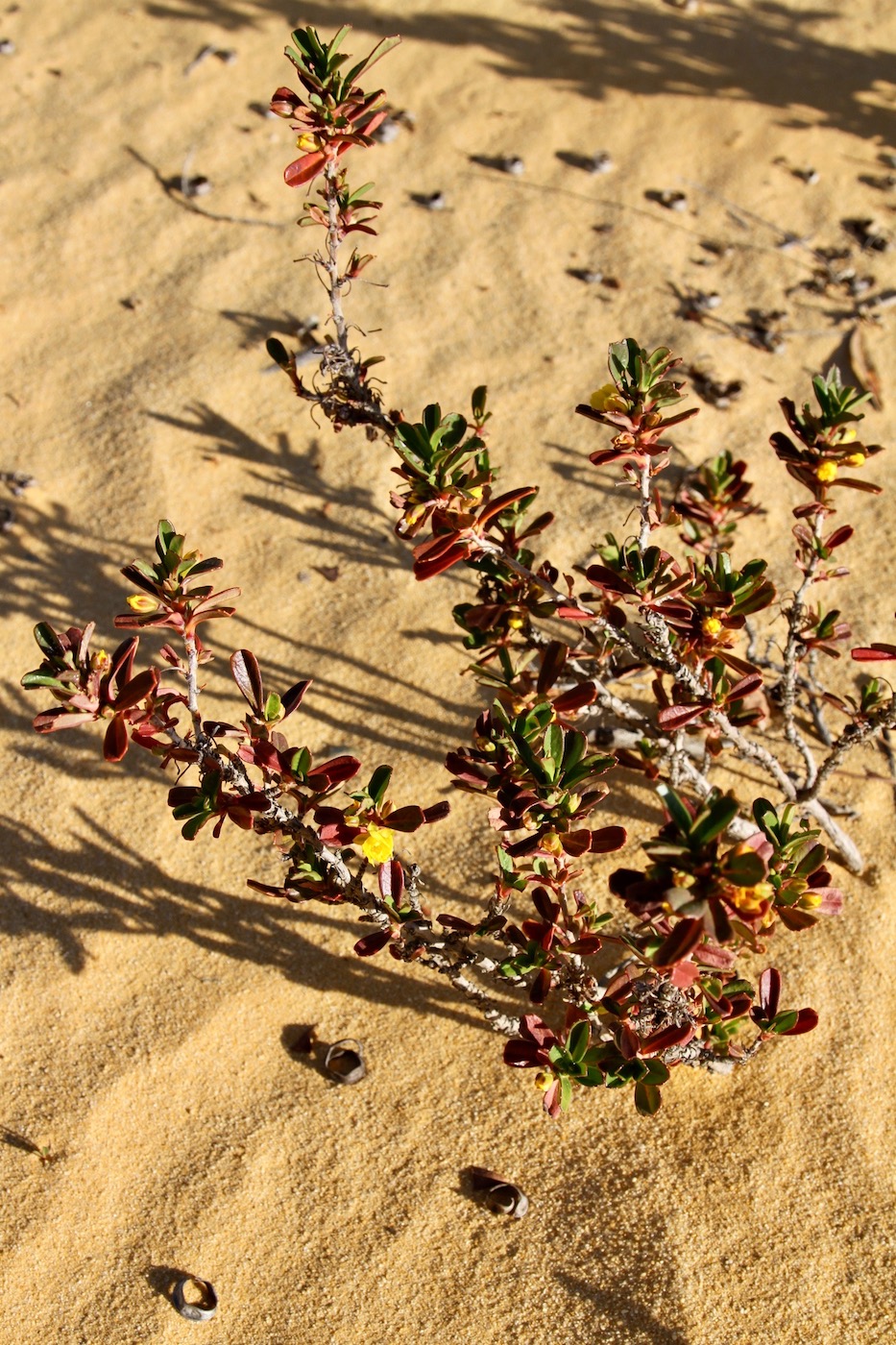 Изображение особи Hibbertia cuneiformis.