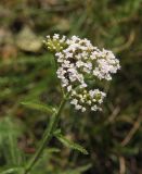 genus Achillea. Верхушка цветущего растения. Республика Алтай, окр. пос. Манжерок, правый берег Катуни, край луга у реки. 27.07.2020.