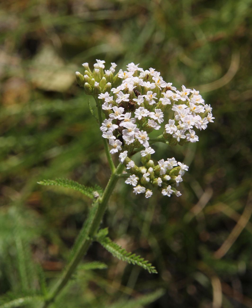 Изображение особи род Achillea.