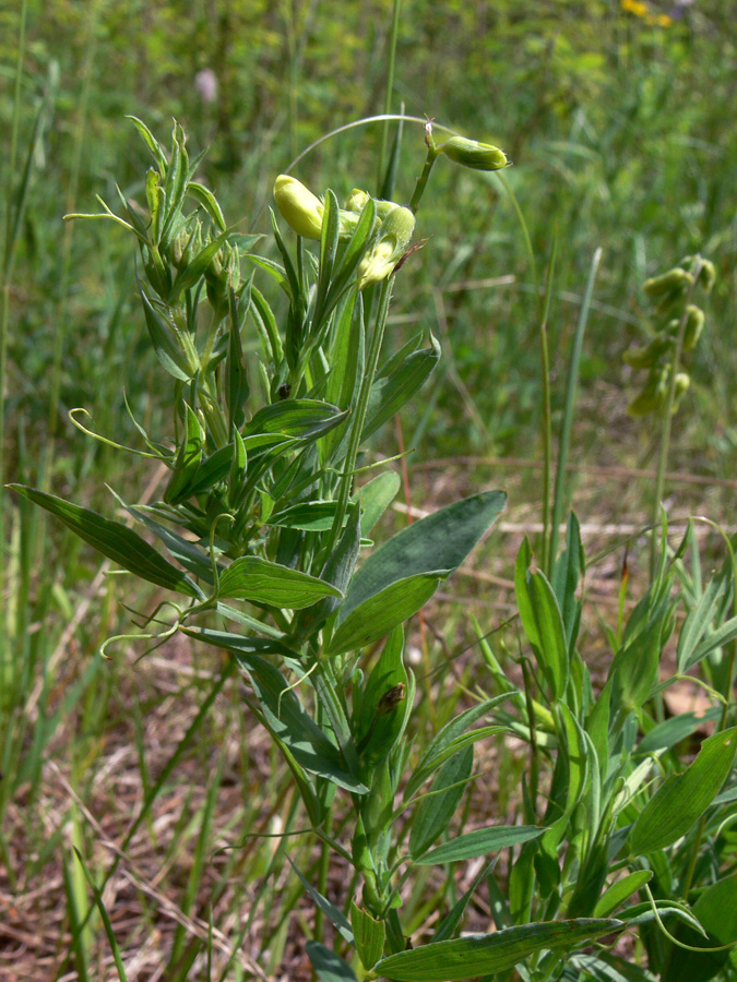 Изображение особи Lathyrus pratensis.