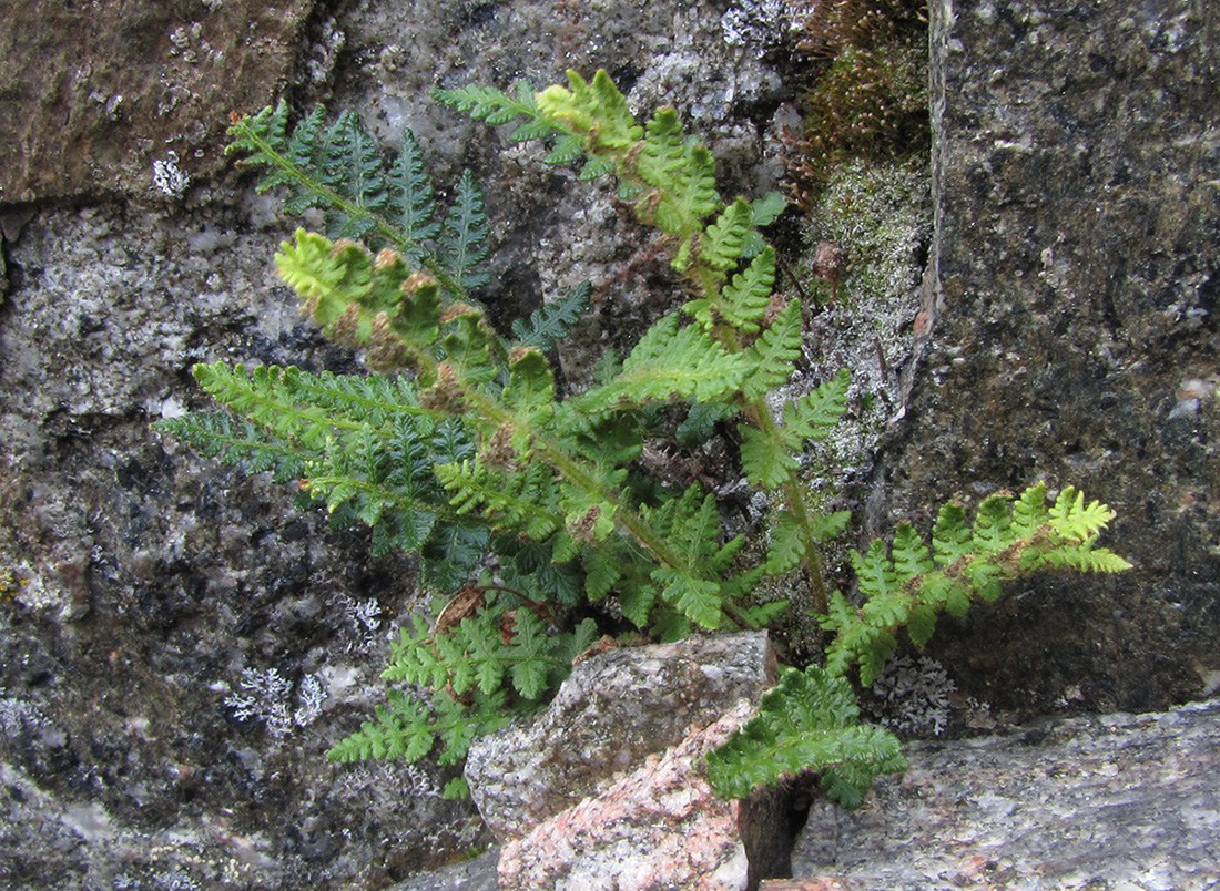 Image of Woodsia ilvensis specimen.