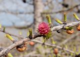 Larix sibirica. Часть ветки с молодой шишкой. Красноярский край, г. Норильск, окр. р-на Талнах. 17.06.2017.