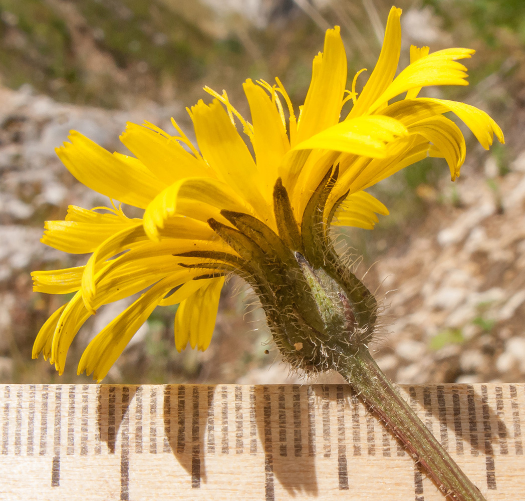 Image of Leontodon caucasicus specimen.