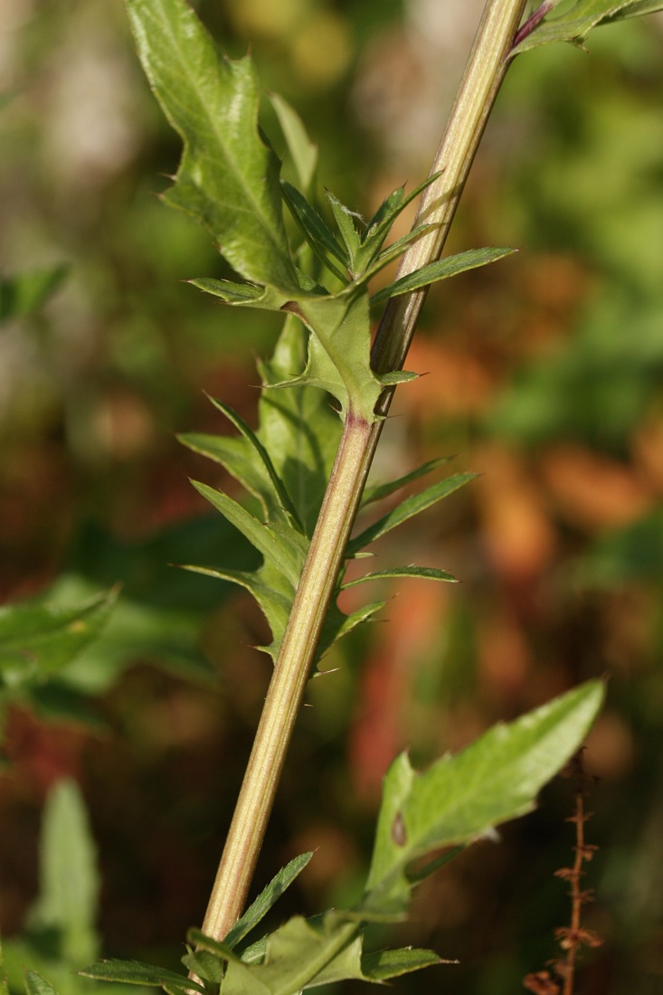 Изображение особи Cirsium arvense.