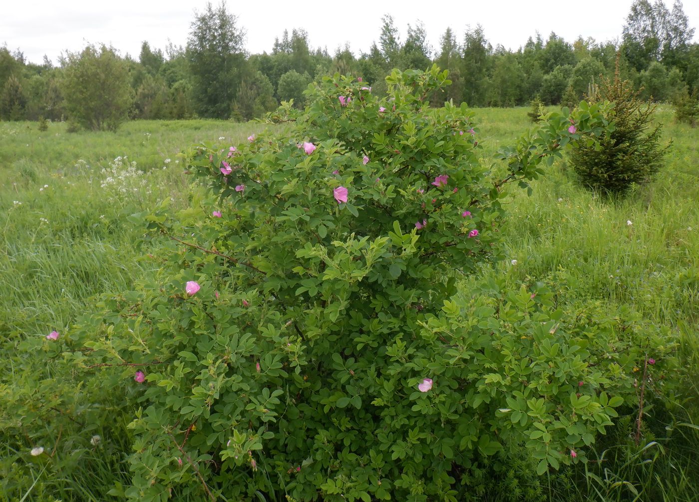 Изображение особи Rosa cinnamomea.