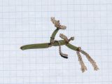 Image of taxon representative. Author is Татьяна Мальчинская