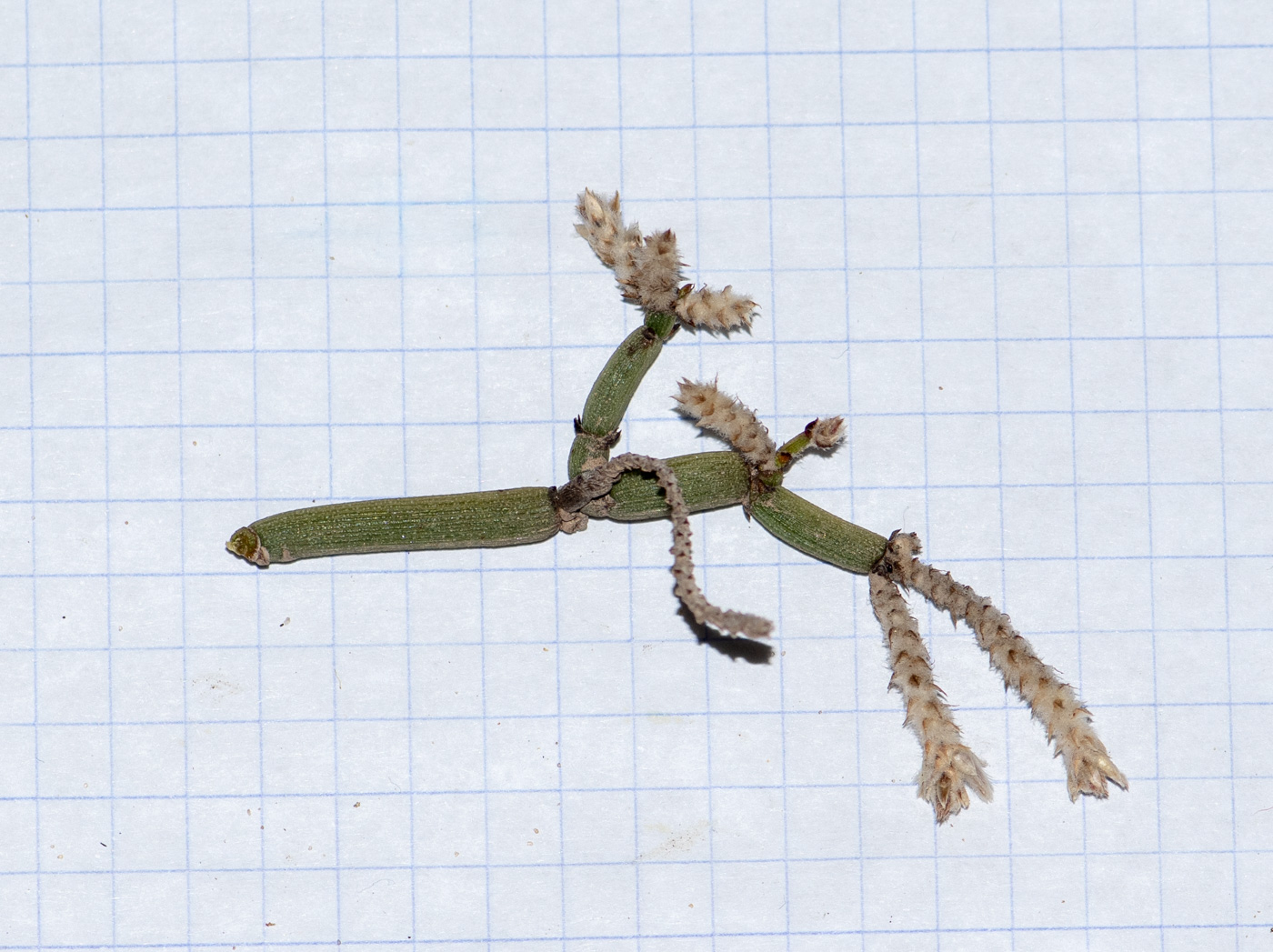 Image of Arthraerua leubnitziae specimen.