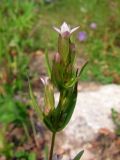 Gentianella acuta