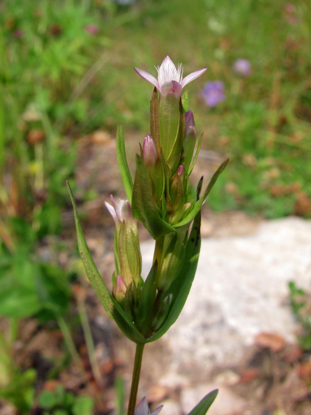 Image of Gentianella acuta specimen.