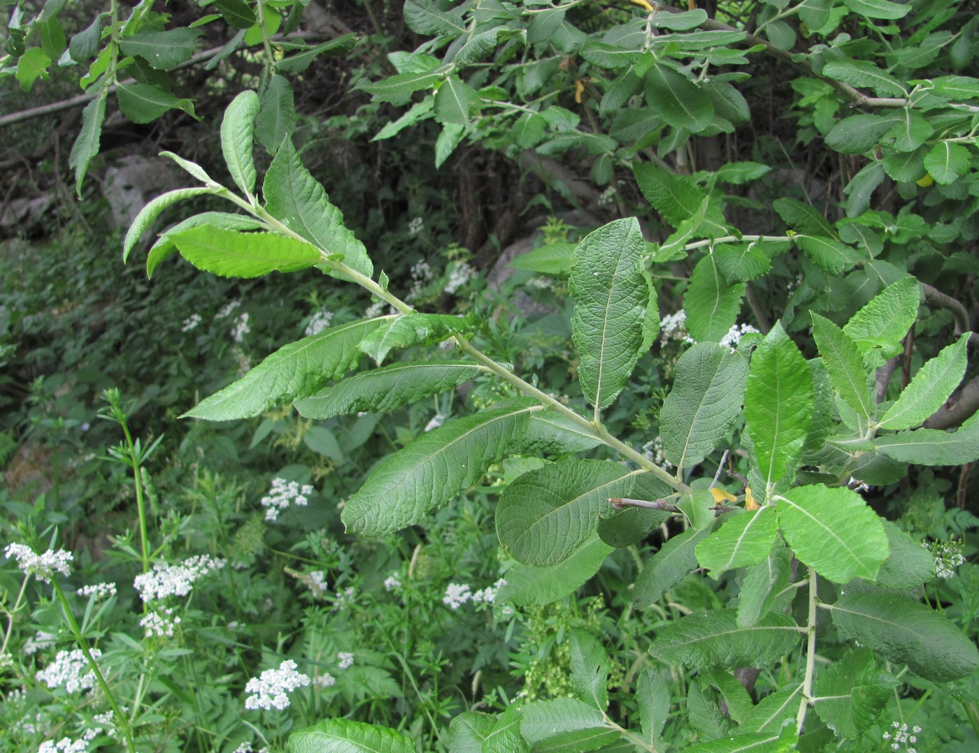 Изображение особи Salix pseudomedemii.