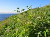 Anemonastrum crinitum. Верхушки плодоносящих растений. Курильские о-ва, о. Расшуа, разнотравный луг. 18.08.2019.