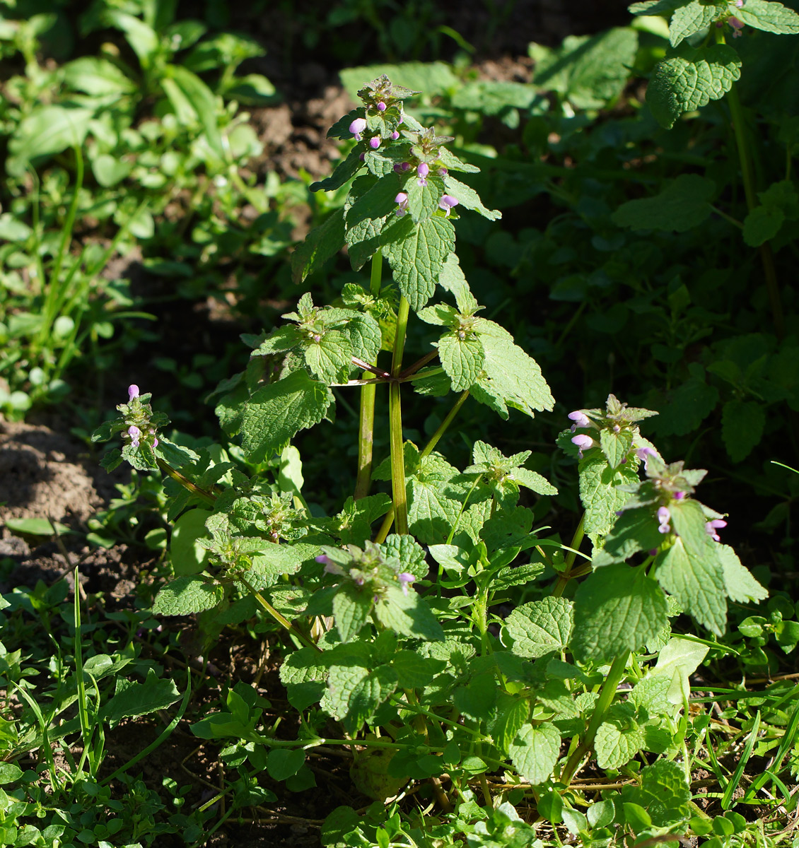 Image of Lamium purpureum specimen.
