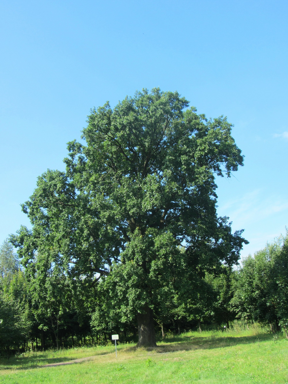 Изображение особи Quercus robur.