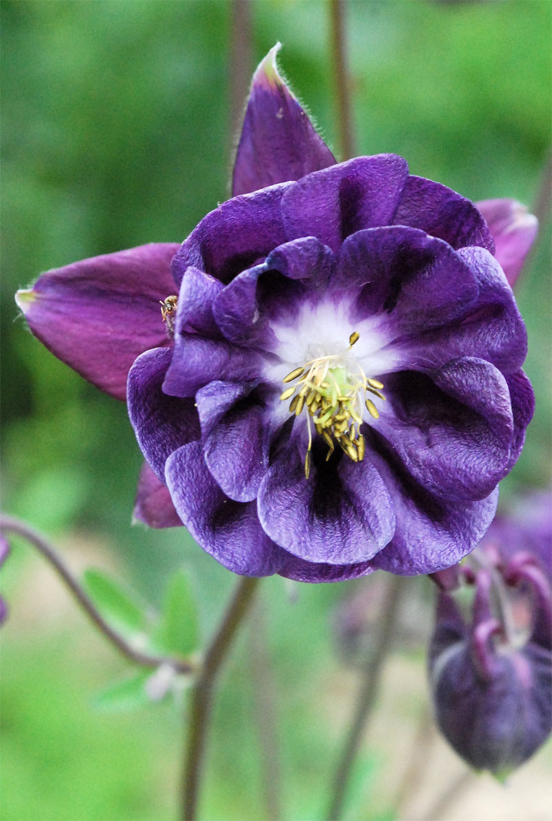 Изображение особи Aquilegia vulgaris.