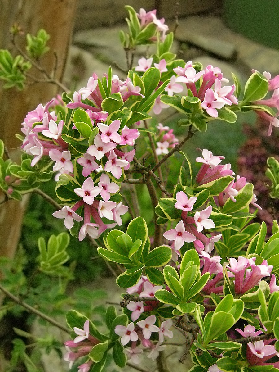 Image of Daphne &times; burkwoodii specimen.