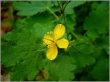 Chelidonium majus. Цветок. Нижегородская область, ст. Юморга, оз. Старая Пьяна. 23 октября 2008 г.