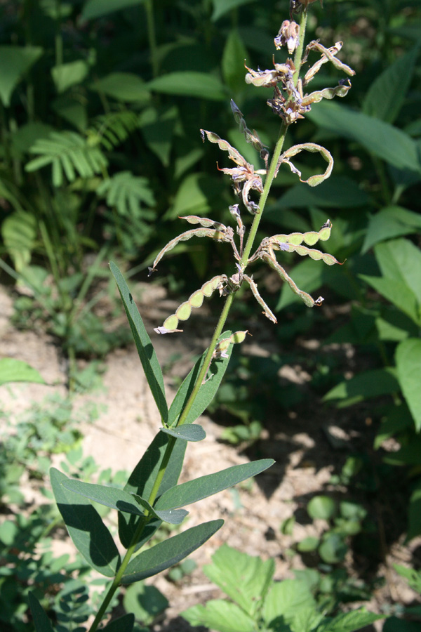 Изображение особи род Desmodium.