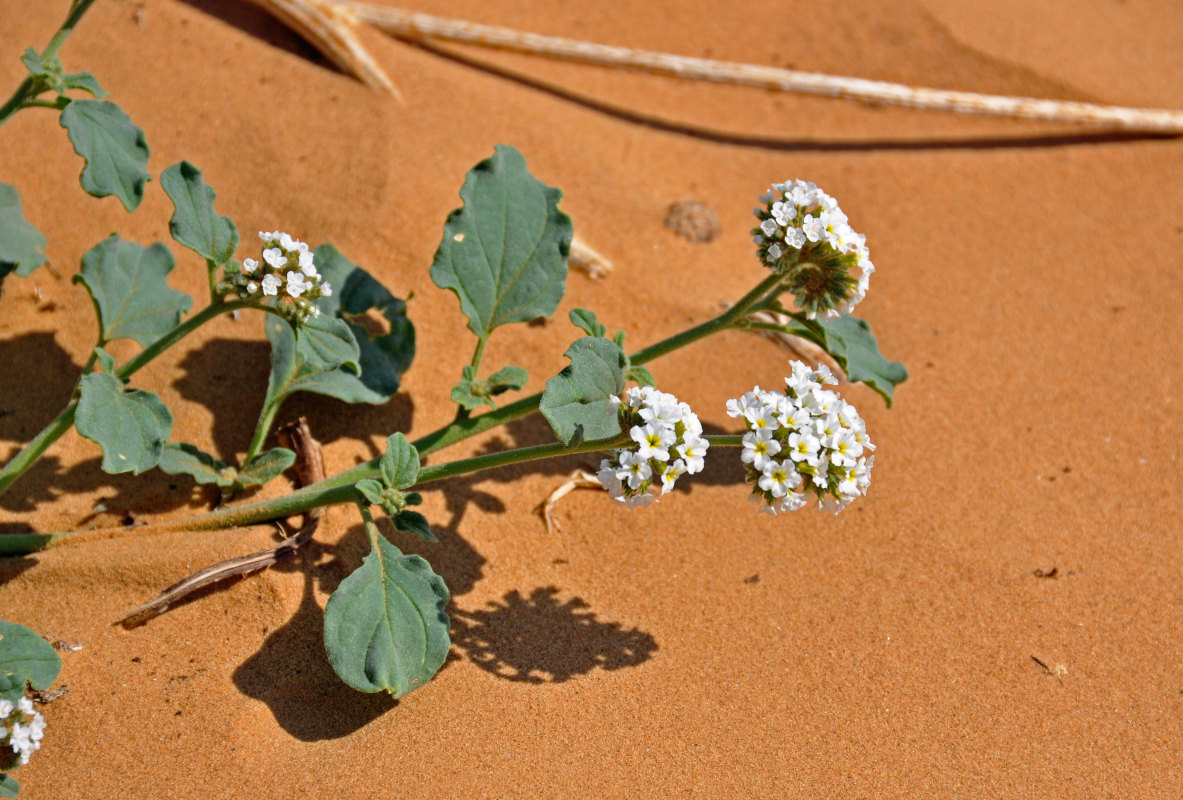 Image of Heliotropium suaveolens specimen.