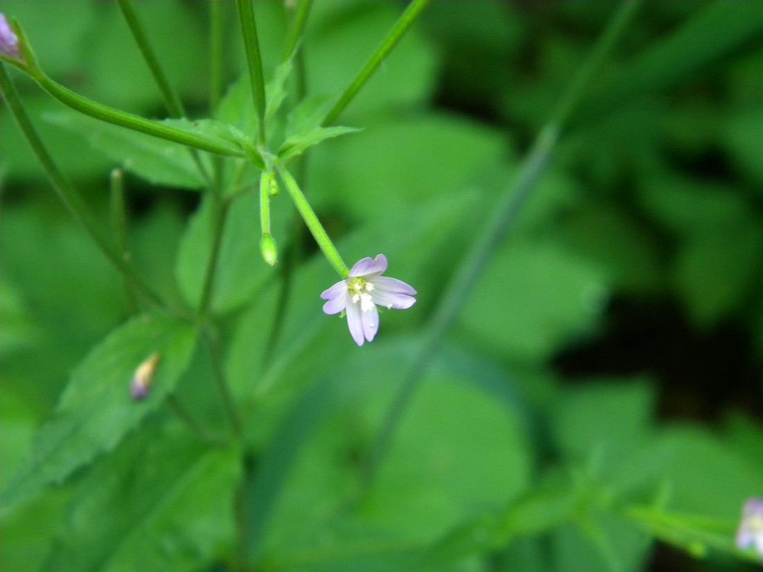 Image of Epilobium montanum specimen.