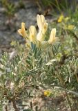 Astragalus glaucus