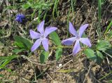 Vinca herbacea