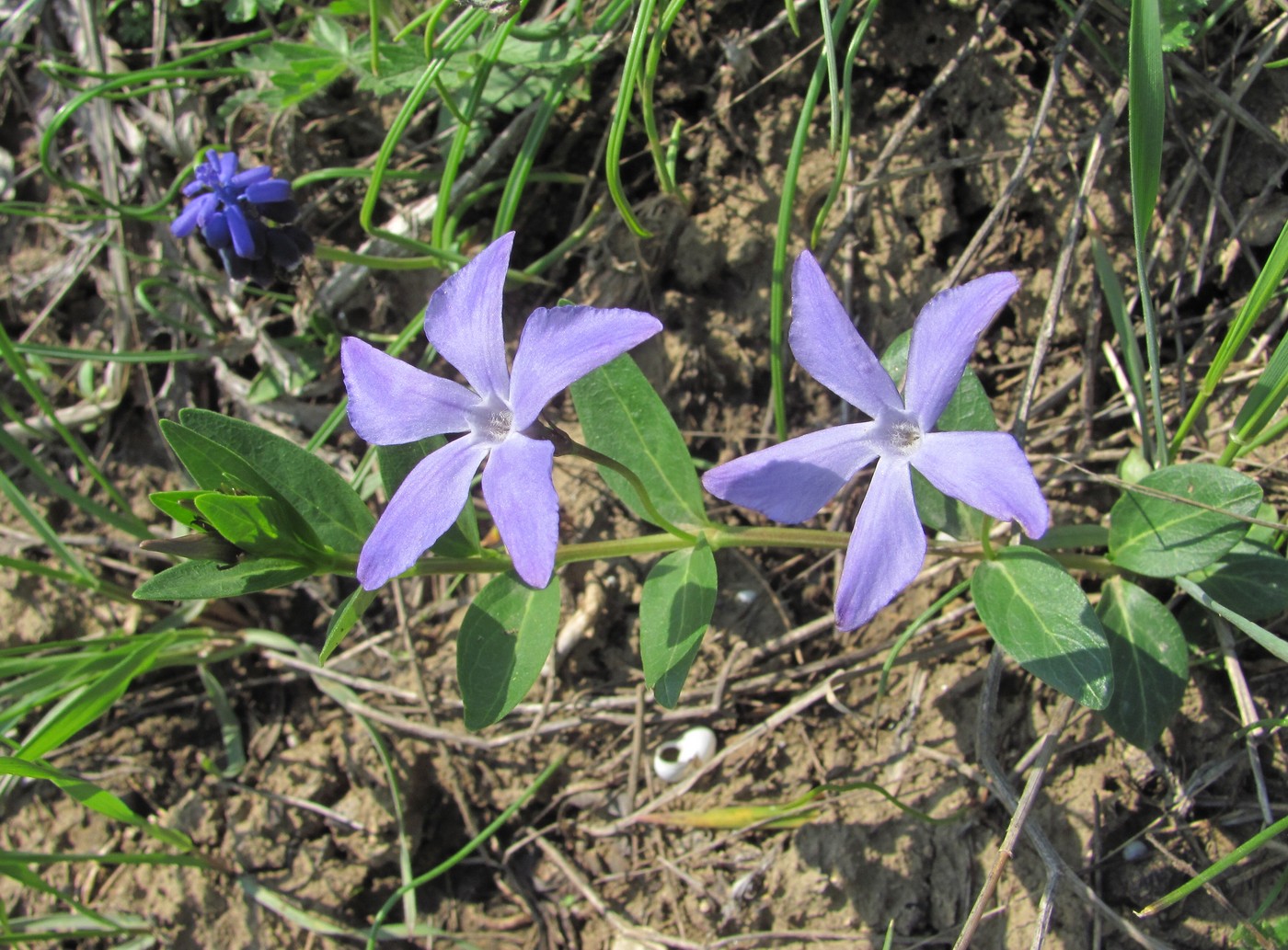 Изображение особи Vinca herbacea.