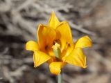 Tulipa lehmanniana