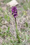 Anacamptis subspecies caucasica