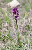 Anacamptis morio подвид caucasica. Цветущее растение. Крым, окр. с. Зеленогорье, ущ. р. Пананьян-Узень, пойма ручья, луг на берегу. 5 мая 2021 г.