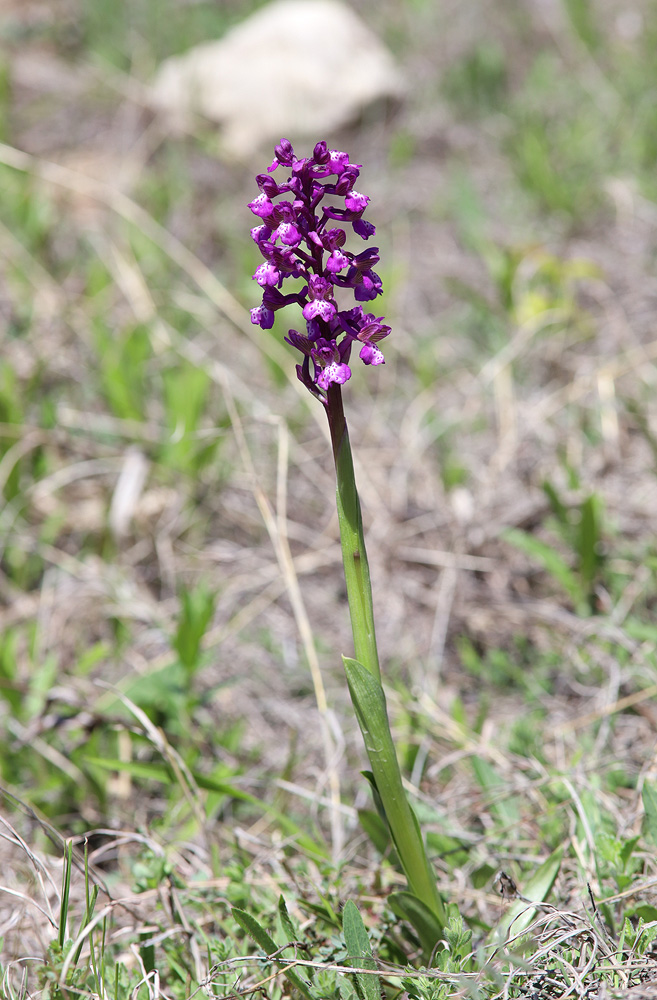 Изображение особи Anacamptis morio ssp. caucasica.