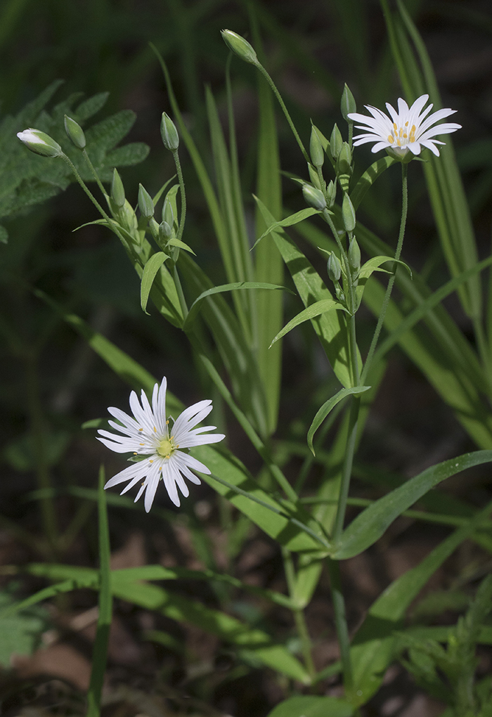 Image of Stellaria holostea specimen.