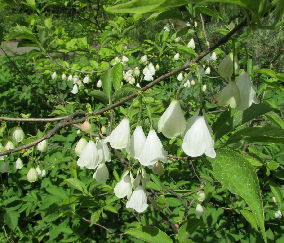 Image of Halesia carolina specimen.