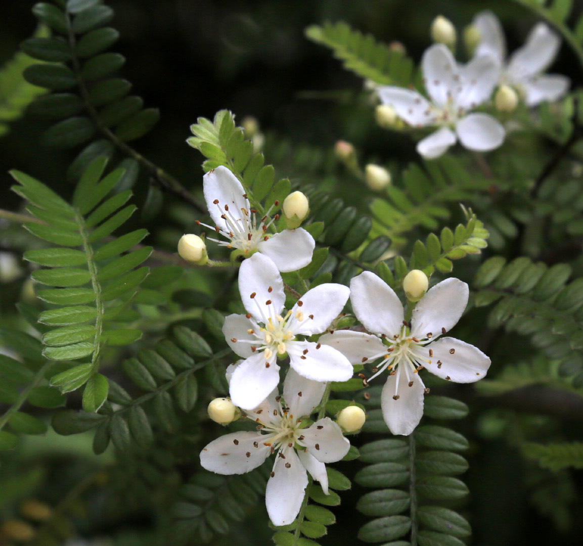 Изображение особи Osteomeles schweriniae.