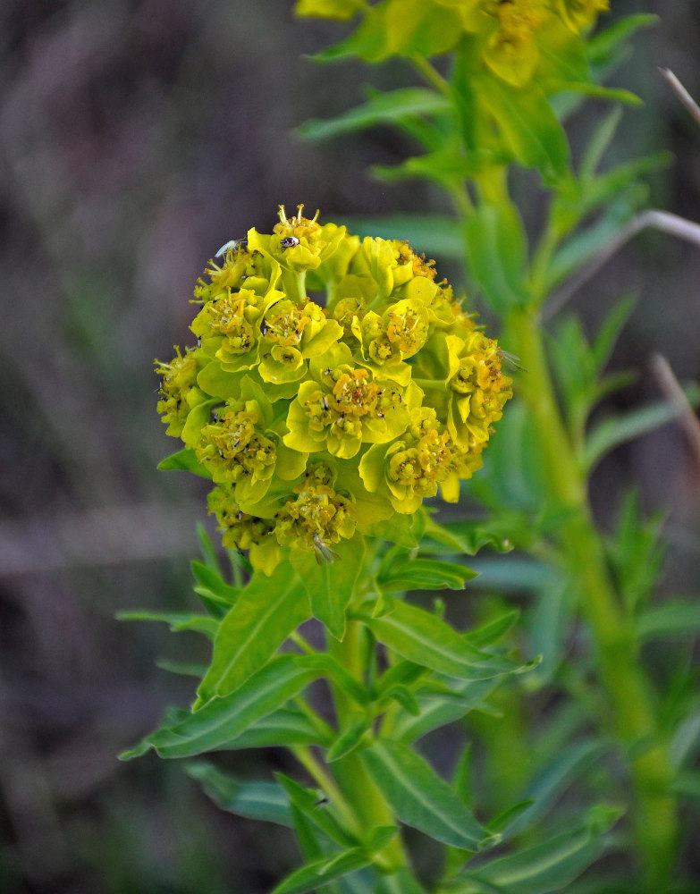 Изображение особи Euphorbia palustris.