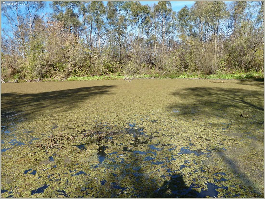 Image of Salvinia natans specimen.