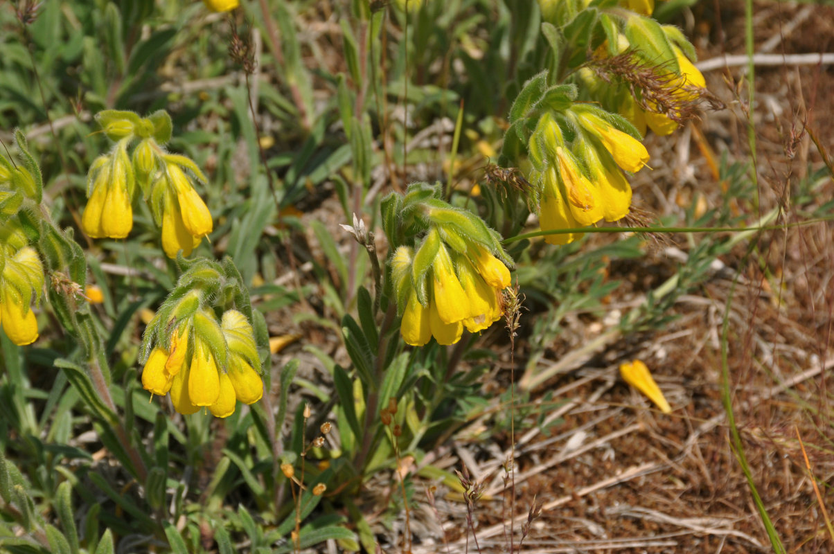 Image of Onosma taurica specimen.